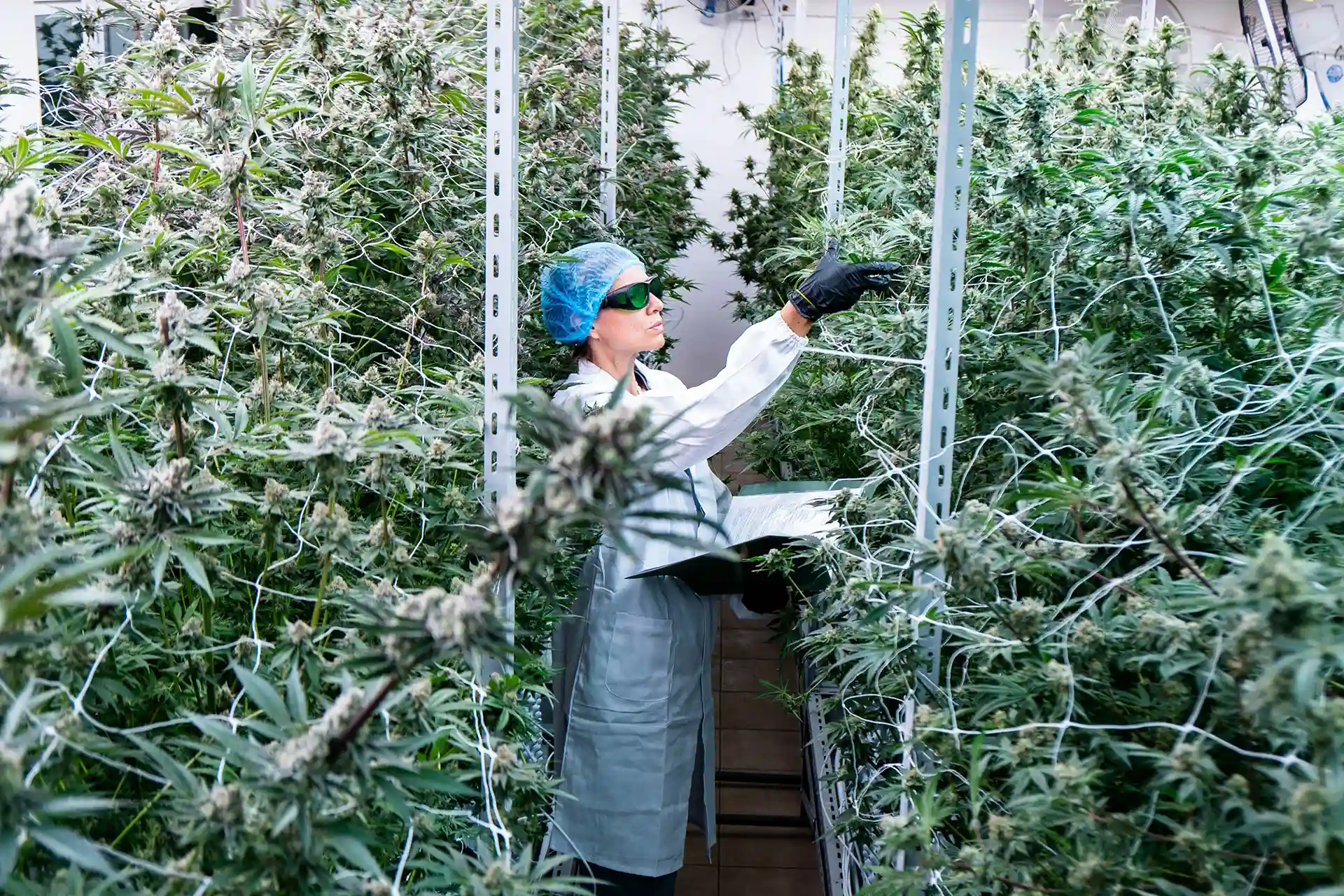 CBD Indoor Cultivation MoonLion
