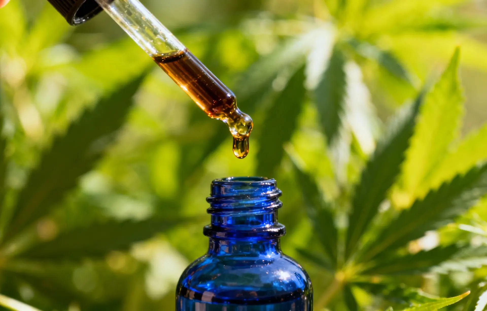 Óleo de CBD fullspectrum